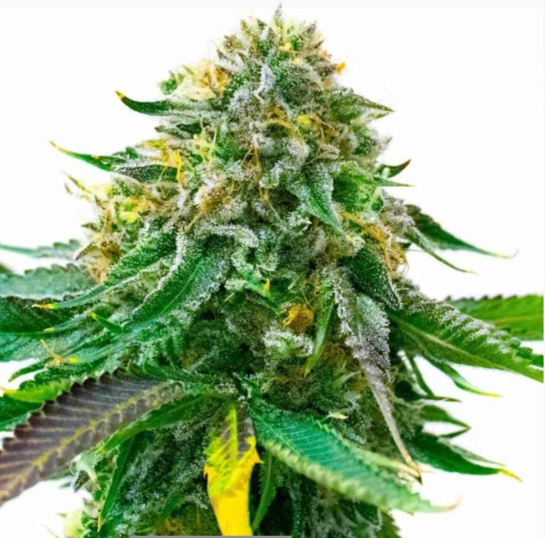 Premium Marijuana Seeds Now Available for Cultivators - Reggae Kush